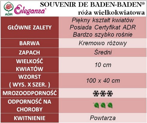 Róża wielkokwiatowa Souvenir de Baden - Baden